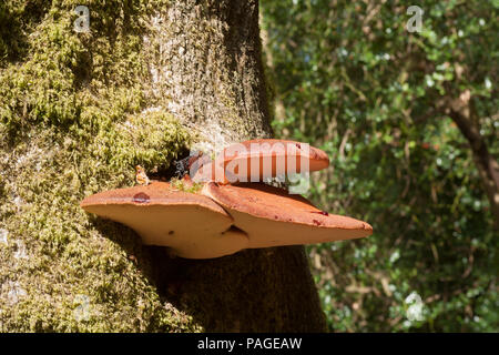 Ein beefsteak Pilz, Fistulina Leberblümchen, manchmal als Beefsteak polypore oder ox Zunge Pilz wachsen auf einen lebenden Baum im New Forest. Die juic Stockfoto