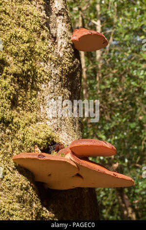 Ein beefsteak Pilz, Fistulina Leberblümchen, manchmal als Beefsteak polypore oder ox Zunge Pilz wachsen auf einen lebenden Baum im New Forest. Die juic Stockfoto