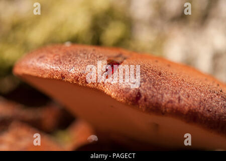 Ein beefsteak Pilz, Fistulina Leberblümchen, manchmal als Beefsteak polypore oder ox Zunge Pilz wachsen auf einen lebenden Baum im New Forest. Die juic Stockfoto