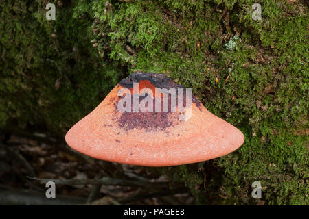 Ein beefsteak Pilz, Fistulina Leberblümchen, manchmal als Beefsteak polypore oder ox Zunge Pilz wachsen auf einen lebenden Baum im New Forest. Die juic Stockfoto