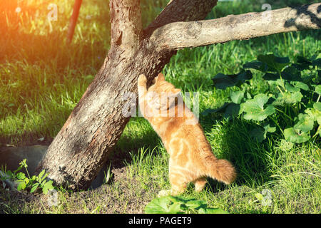 Rote Kätzchen steht auf seinen Hinterbeinen und schärft die Krallen gegen den Baum Stockfoto