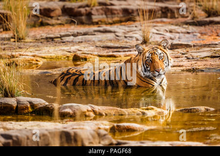 Weibliche Bengal Tiger (Panthera tigris) in Ruhe entspannen, Kühlung im Wasser in der heißen Trockenzeit, Ranthambore Nationalpark, Rajasthan, Nordindien Stockfoto