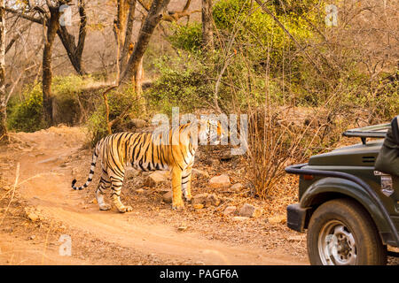 Weibliche Bengal Tiger (Panthera tigris) stehen auf einer Strecke von einem Touristen Safari Jeep (Zigeuner), Ranthambore Nationalpark, Rajasthan, Nordindien Stockfoto