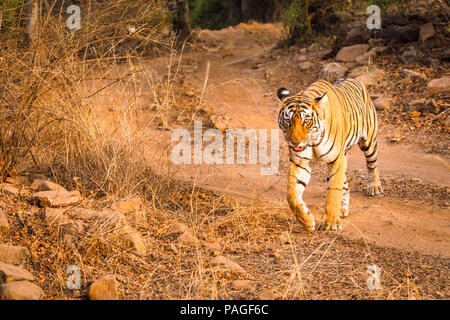 Weibliche Bengal Tiger (Panthera tigris) entlang einer Spur überqueren der Straße, Ranthambore Nationalpark, Rajasthan, Nordindien, trockene Jahreszeit Stockfoto