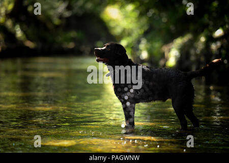 London, Großbritannien. 18. März, 2018: Ein Chocolate Labrador Abkühlung in Beverley Bach an Wimbledon Common, London, UK. Credit: Ashley Western/Alamy leben Nachrichten Stockfoto