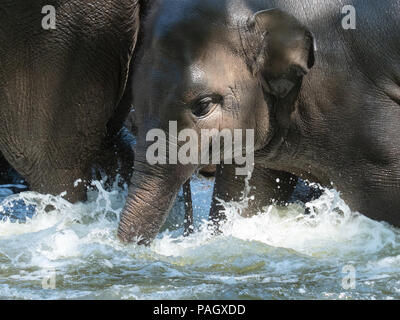 Berlin, Deutschland. 23. Juli 2018. Ein Elefant kühlt sich ab in einem Pool in seinem Gehege im Zoo. Credit: Paul Zinken/dpa/Alamy leben Nachrichten Stockfoto