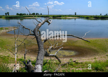 23. Juli 2018, Deutschland, Kuestrin-Kietz: Die wasserstände der deutsch-polnischen Grenze oder aussergewöhnlich niedrig, rund 110 cm an der Messstation in Frankfurt/Oder. Foto: Patrick Pleul/dpa-Zentralbild/dpa Stockfoto