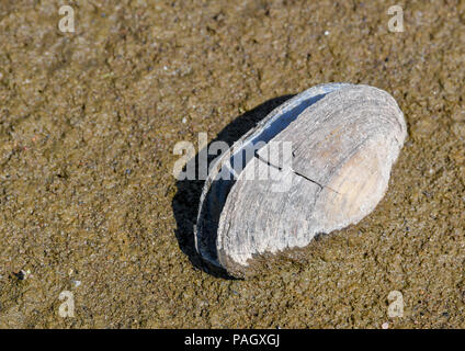 23. Juli 2018, Deutschland, Kuestrin-Kietz: eine Shell liegt auf einem ausgetrockneten Flussbett. Die wasserstände von der deutsch-polnischen Grenze oder aussergewöhnlich niedrig, rund 110 cm an der Messstation in Frankfurt/Oder. Foto: Patrick Pleul/dpa-Zentralbild/dpa Stockfoto