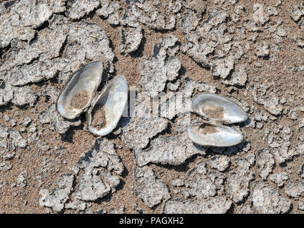 23. Juli 2018, Deutschland, Kuestrin-Kietz: Muscheln sind um einen ausgetrockneten Flussbett verstreut. Die wasserstände von der deutsch-polnischen Grenze oder aussergewöhnlich niedrig, rund 110 cm an der Messstation in Frankfurt/Oder. Foto: Patrick Pleul/dpa-Zentralbild/dpa Stockfoto