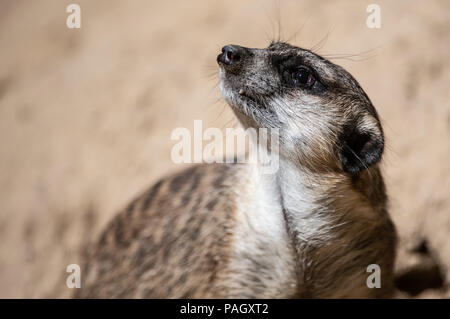 Berlin, Deutschland. 23. Juli 2018. Ein Erdmännchen kühlt sich im Sand in seinem Gehege im Zoo. Credit: Paul Zinken/dpa/Alamy leben Nachrichten Stockfoto