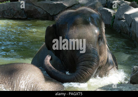 Berlin, Deutschland. 23. Juli 2018. Ein Elefant kühlt sich ab in einem Pool in seinem Gehege im Zoo. Credit: Paul Zinken/dpa/Alamy leben Nachrichten Stockfoto