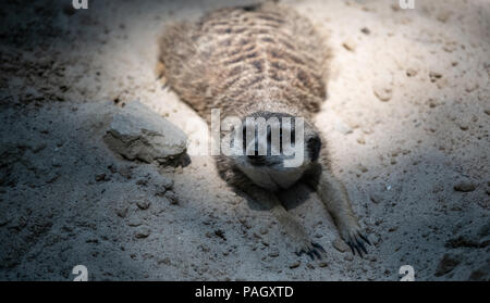 Berlin, Deutschland. 23. Juli 2018. Ein Erdmännchen kühlt sich im Sand in seinem Gehege im Zoo. Credit: Paul Zinken/dpa/Alamy leben Nachrichten Stockfoto