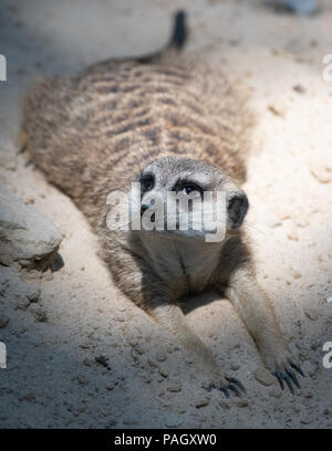 Berlin, Deutschland. 23. Juli 2018. Ein Erdmännchen kühlt sich im Sand in seinem Gehege im Zoo. Credit: Paul Zinken/dpa/Alamy leben Nachrichten Stockfoto