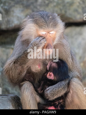 Berlin, Deutschland. 23. Juli 2018. Eine Mutter umfasst eine junge sacred Baboon (Papio hamadryas) in ihrem Gehege im Zoo. Credit: Paul Zinken/dpa/Alamy leben Nachrichten Stockfoto