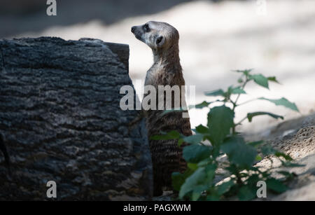 Berlin, Deutschland. 23. Juli 2018. Ein Erdmännchen kühlt sich im Sand in seinem Gehege im Zoo. Credit: Paul Zinken/dpa/Alamy leben Nachrichten Stockfoto