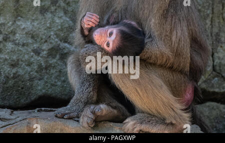 Berlin, Deutschland. 23. Juli 2018. Eine Mutter umfasst eine junge sacred Baboon (Papio hamadryas) in ihrem Gehege im Zoo. Credit: Paul Zinken/dpa/Alamy leben Nachrichten Stockfoto