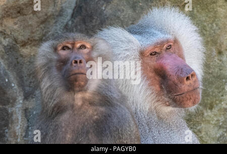 Berlin, Deutschland. 23. Juli 2018. Zwei heilige Paviane (Papio hamadryas) sitzen sie in ihrem Gehege im Zoo. Credit: Paul Zinken/dpa/Alamy leben Nachrichten Stockfoto