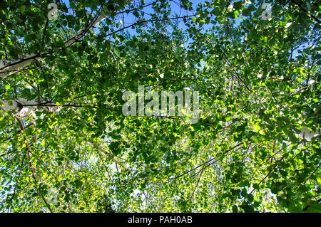 Zu gelb Birke mit Sun Burst und blauer Himmel Stockfoto