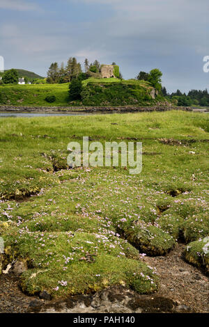 Salt Marsh Grass mit Meer Sparsamkeit am Ufer des Sound of Mull mit Aros Castle auf der Isle of Mull Inneren Hebriden Schottland Großbritannien Ruine Stockfoto