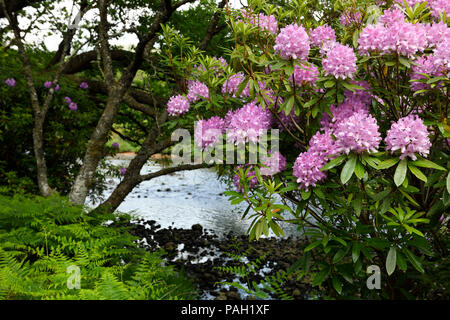 Invasive Rhododendron ponticum und Adlerfarn auf dem Fluss Ba an Benmore Immobilien in Klopfen auf Mull Inneren Hebriden Schottland Großbritannien Stockfoto