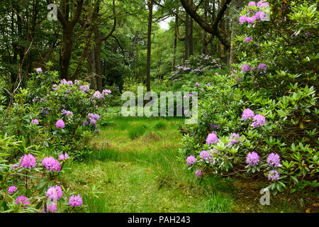 Wald Jagd Gründen der Benmore Immobilien bei Klopfen mit invasiver Rhododendron ponticum auf Mull Inneren Hebriden Schottland Großbritannien Stockfoto