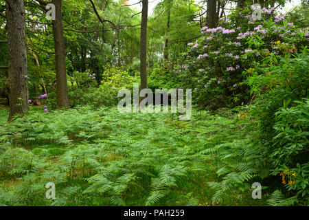 Wald Bäume der Benmore Immobilien bei Klopfen mit Bracken fern und invasive Rhododendron ponticum auf Mull Inneren Hebriden Schottland Großbritannien Stockfoto