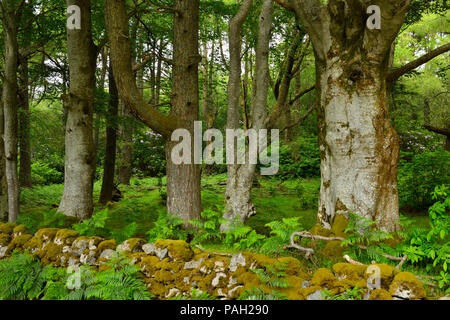 Wald Bäume der Benmore Immobilien bei Klopfen mit adlerfarn und Rhododendron auf Mull Inneren Hebriden Schottland Großbritannien Stockfoto