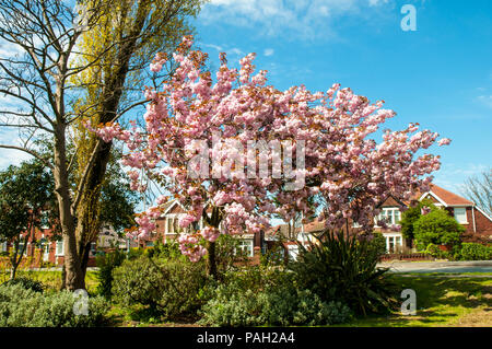Cherry Blossom tree Prunus serrulata 'Kanzan' in voller Blüte in den örtlichen Park Blackpool. Stockfoto