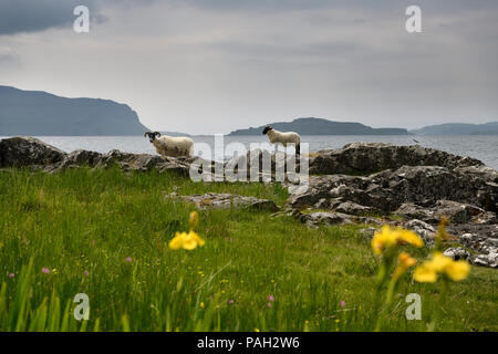 Scottish Blackface Schafe Lamm und Mutter shedding Vlies am Ufer des Lach Na Keal mit Eorsa Insel auf der Isle of Mull Schottland Großbritannien Stockfoto