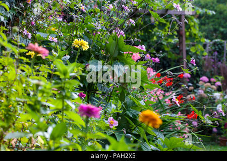 Garten im Sommer in voller Blüte Stockfoto