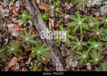 Mayapple, Mandrake (Podophyllum peltatum), Blätter, Wald, Frühling, E USA, von Bruce Montagne/Dembinsky Foto Assoc Stockfoto