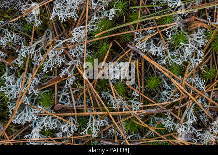 Rentier Flechten (Cladonia rangiferina) & Haircap Moss (Polytrichum), Red Pine (Pinus resinosa), Neys Provincial Park, Ontario, Kanada, von Bruce Stockfoto