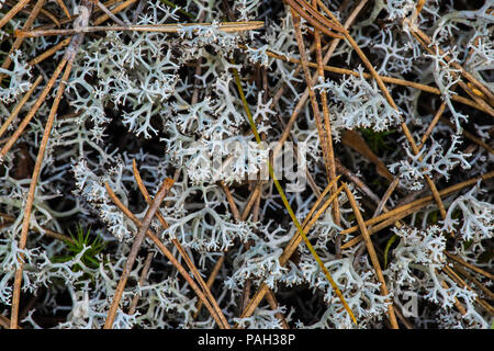 Rentier Flechten (Cladonia rangiferina) & Haircap Moss (Polytrichum), Red Pine (Pinus resinosa), Neys Provincial Park, Ontario, Kanada, von Bruce Stockfoto