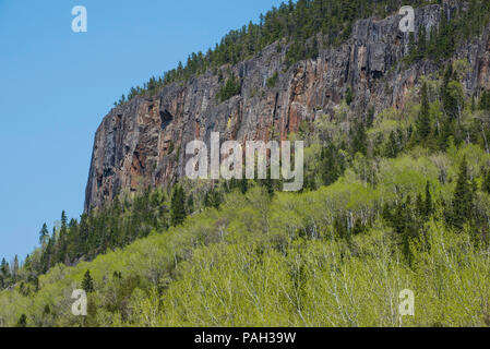 Kama Hills Provincial Nature Preserve, Aspen Bäume, Frühling, Ontario, Kanada, von Bruce Montagne/Dembinsky Foto Assoc Stockfoto