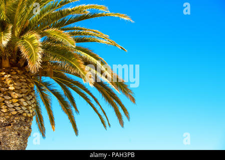 Palmen am blauen Himmel Hintergrund. Close-up. Kopieren Sie Platz für Text Stockfoto