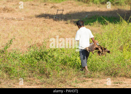 Ein Mann in einem Feld mit einem trockenen Baum in seine Hände in Bagan, Myanmar. Kopieren Sie Platz für Text Stockfoto