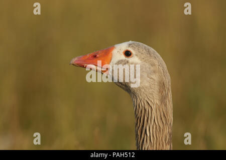 Ein hübscher Kopf geschossen von einem inländischen Gänse (Anser anser Anser cygnoides domesticus oder domesticus) in der frühen Morgensonne. Stockfoto