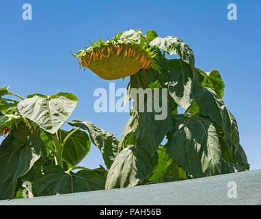 Riesen Sonnenblumen seedhead gegen einen klaren, blauen Himmel mit schönen herzförmigen Blätter Stockfoto