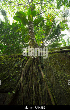 Bäume wachsen über das Gefängnis auf der Insel Gorgona, Kolumbien Stockfoto