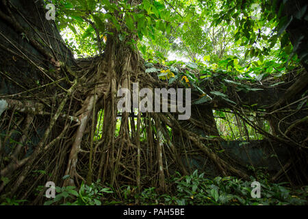Bäume wachsen über ein altes Gefängnis auf der Insel Gorgona, Kolumbien Stockfoto