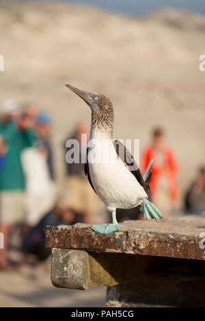 Blue-footed Booby, mit Touristen im Hintergrund, Isla Lobos de Tierra, Peru Stockfoto