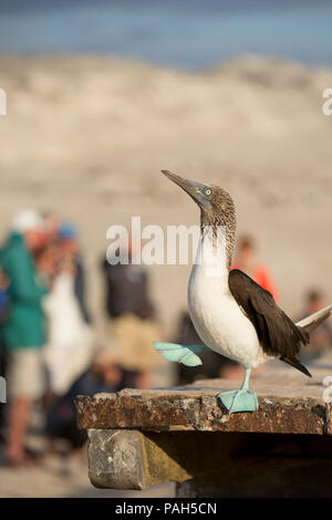 Blue-footed Booby, mit Touristen im Hintergrund, Isla Lobos de Tierra, Peru Stockfoto