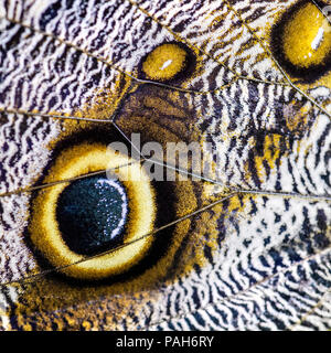 Riesen Eule Schmetterling - Caligo memnon, schöne große Schmetterling aus Mittelamerika Wälder. Stockfoto