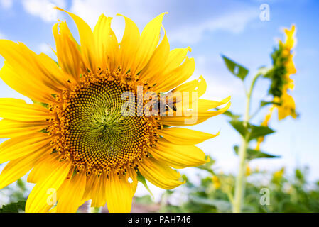 Bienen saugen Nektar aus schönen gelben Sonnenblume, in hellen Morgen. Stockfoto