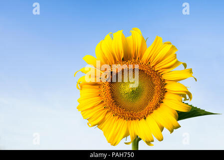 Bienen saugen Nektar aus schönen gelben Sonnenblume, in hellen Morgen mit blauem Himmel. Stockfoto