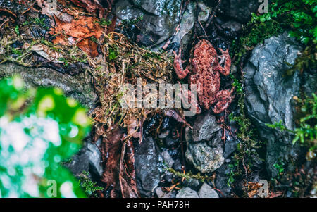 Gemeinsame rot Der kleine Frosch Anura in ihrer Umgebung natrual Schweiz Stockfoto