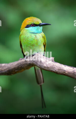 Little Green Bee-eater - Merops orientalis, schöne bunte Bienenfresser aus Sri Lankan Wäldern und Sträuchern. Stockfoto