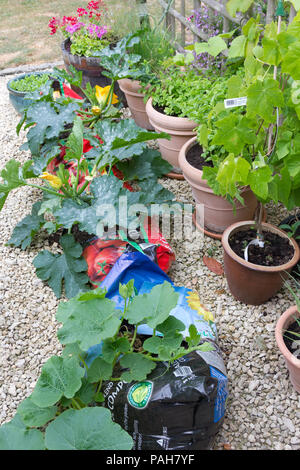 Blumen und Gemüse wächst in Töpfen in einem kleinen Garten auf der Rückseite Stockfoto