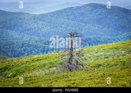 Getrocknete baum Wetlina Almen in den Westlichen Bieszczady-gebirge in Polen Stockfoto