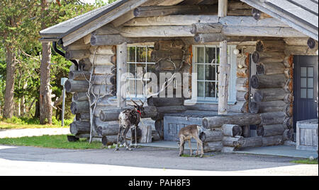 Gehörnte Gäste. Rentier mit Jungtier in der Nähe von Ferienhaus aus Holz Stockfoto